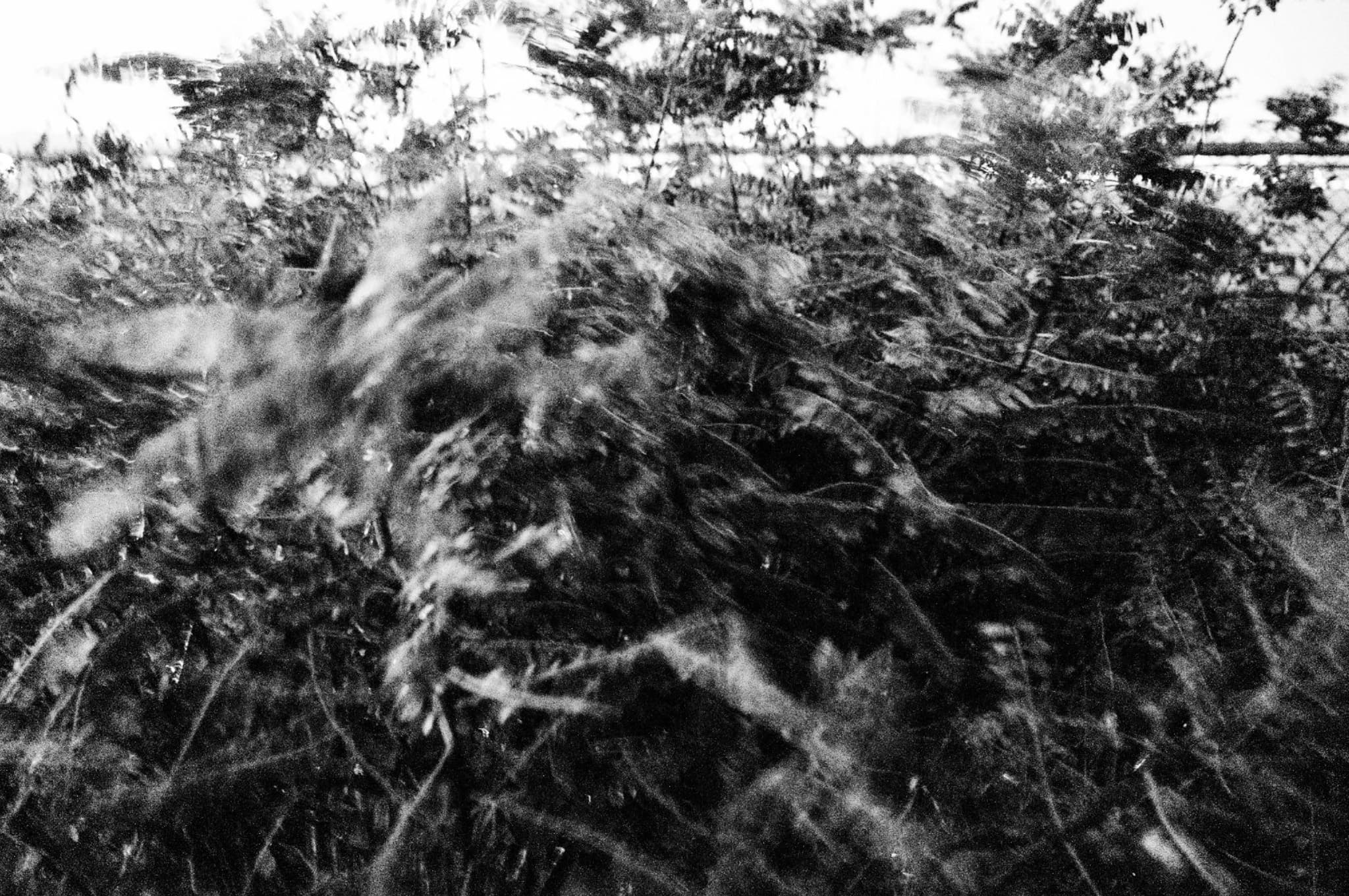 Close up blur of foliage behind a broader blurry horizon of treeline